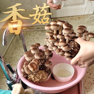 香菇菌包袋装蘑菇种植包菌种盆栽家庭种平菌菇食用家庭新鲜菌棒