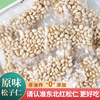 新货东北特产原味松子仁500g大粒红松生熟即食，松仁粒商用炒菜新鲜