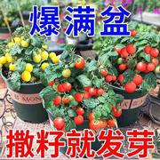 四季番茄种子矮生小西红柿籽种果圣女番茄籽庭院阳台盆栽水果种子