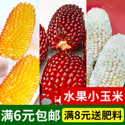 水果玉米四季生食迷你观赏草莓，菠萝甜奶油，白小水果玉米种子籽孑
