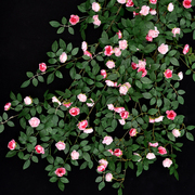 仿真小茶苞玫瑰花藤条室内软装空调管道装饰缠绕遮挡塑料假花藤蔓