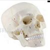 人体头骨模型1 1仿r真头颅骨模型神经科模型骷髅模型骨骼模型