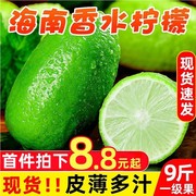 海南无籽香水青柠檬青柠新鲜水果5斤奶茶店专用广东香水9