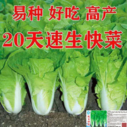 20天速生快菜种子蔬菜种子耐热耐湿青四季菜，种子高产小白菜种子