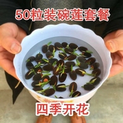 碗莲种子四季开花已开口水培，植物睡莲荷花种子室内盆栽绿植花卉