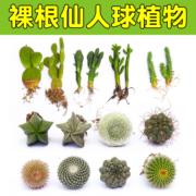 仙人球盆栽多肉植物组合仙人掌，盆栽办公室桌面净化空气多肉肉植物