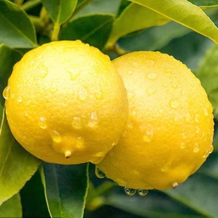 黄柠檬(黄柠檬)新鲜水果安岳柠檬，重庆潼南柠檬，123级果皮薄多汁大小都有