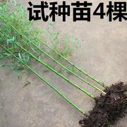 竹子苗四季常青植物庭院种植观赏景观竹金镶玉竹室外黄金竹(黄金竹)盆栽竹