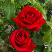 阳台红色大花浓香月季大苗梅朗，口红玫瑰花盆栽四季庭院，花卉绿植物