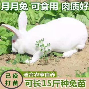 兔子活物一对起大型新西兰白色家养可食用肉兔活体月月小兔子