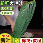 粽叶粽子叶新鲜干粽叶大号包粽子叶子粽粑叶棕叶非芦苇叶野生