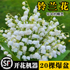 进口铃兰花苗盆栽耐寒绿植物带芽带根种球四季阳台室内好养花卉玲