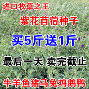 进口牧草种子紫花苜蓿种子南方北方型多年生苜蓿草芽苗菜种子