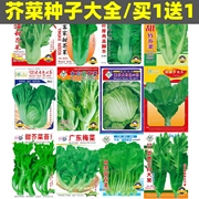 芥菜春菜种子大全梅菜种籽蔬菜种子阳台庭院四季种植种子