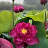 独山紫玉中大型紫红色富贵种藕盆栽池栽荷花水生花卉3-5月