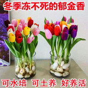 荷兰水培郁金香种球花卉盆栽重瓣植物室内外四季开花好养活花耐寒