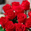 卡罗拉红玫瑰扦插花苗，花卉观花植物阳台盆栽，大花浓香月季切花