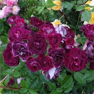二师兄月季葡萄，冰山勃艮第冰山天鹅绒紫红色，多季开花庭院盆栽