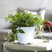 绿宝石盆栽室内客厅桌面，小型绿叶好养ins网红绿植钻石翡翠植物