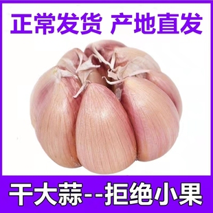 农家自种干大蒜头新鲜白紫皮3510斤装种籽干蒜低价大蒜晒干