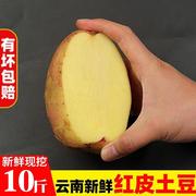 云南新鲜土豆现挖10斤红皮黄心大土豆农家自种洋芋马铃薯蔬菜