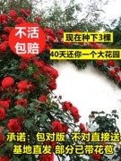 蔷薇花苗爬藤四季开花庭院藤本月季花苗大花爬墙植物花卉盆栽玫瑰