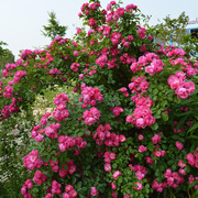 安吉拉藤本月季花苗攀援爬藤植物庭院阳台爬墙花多季开花蔷薇花苗