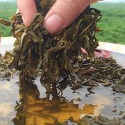 新货广西恭城油茶叶，谷雨茶三江灌阳江永昭平绿茶油茶汤500克