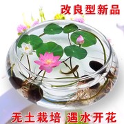 碗莲种子水培植物四季开花水养睡莲荷花室，内外盆栽花卉莲花种籽子