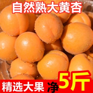 杏子新鲜水果酸甜大黄杏当季现摘金太阳5斤整箱非陕西红梅杏