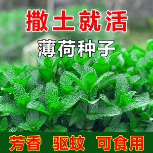 可食用薄荷种子留兰香柠檬苗猫薄荷，四季播种室内阳台盆栽花种籽子