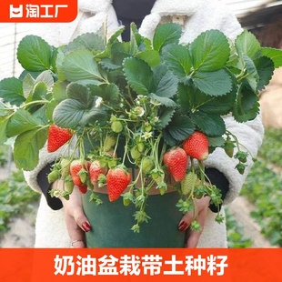 奶油草莓苗盆栽种籽子可食用红颜四季结果阳台种植新苗秧多年生