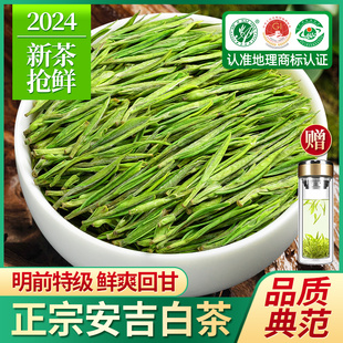 赛八仙安吉白茶2024新茶特级明前绿茶珍稀白茶散装茶叶礼盒装500g