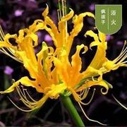 彼岸花盆栽种球曼珠沙华黑色蓝色彼岸花石蒜花苗室内花卉绿植