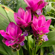 泰国姜荷花盆栽成品花苗大花带花耐热耐晒多年生球根花卉植物观花