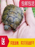 乌龟活物大巴西龟活体宠物龟长寿观赏龟绿色小彩龟水龟活物红耳龟