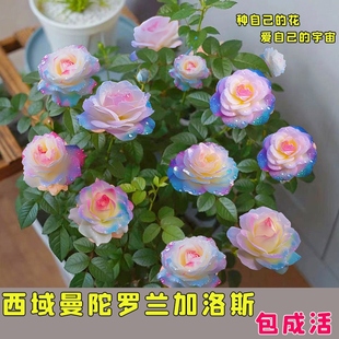 稀有品种浓香型四季开花玫瑰花苗盆栽花卉室内外观花月季