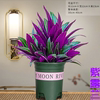 紫露兰盆栽室内植物花卉好养油画，吊兰客厅净化空气小绿植净化空气