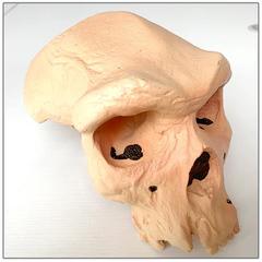 人体头骨模型罗德西亚人头骨人类头骨分类骷髅头骨人体骨骼人头r