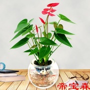 红掌盆栽水培植物白掌一帆风顺办公室内四季鲜花卉水养绿植带花苗
