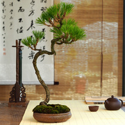 黄山松(黄山松)茶桌，盆景造型盆栽微型植物，老桩迎客松室内阳台好养一物一拍