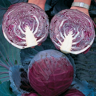 紫阳紫甘蓝种子种籽夏季耐热四季籽种紫红色包心菜种孑菜籽大头菜