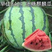 8424麒麟无籽西瓜种子籽，特大高产巨型甜王南方小四季蔬菜水果种孑