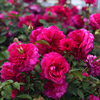 艾弗的玫瑰藤本月季盆栽蔷薇花苗四季开花阳台庭院