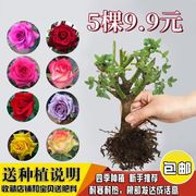 5棵9.9元月季花苗老桩玫瑰，特大植物室内外盆栽，阳台四季开花卉不断