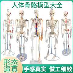 人体仿真骨骼教学脊椎模型教学
