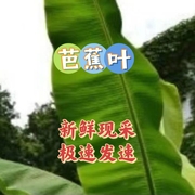 新鲜芭蕉叶大蕉叶端午农家现摘香叶粽子糍粑摆盘叶糕点广东烧鸡叶