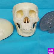 头骨带透明脑模型人体骨骼益智骨架骷髅模型1 1m