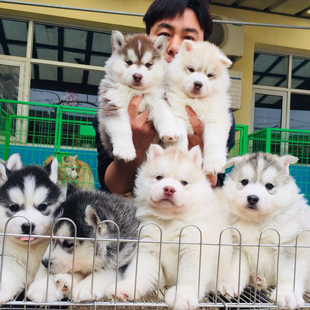 哈士奇幼犬纯种烟灰色梦幻色蓝眼二哈雪橇犬活体家养宠物狗狗hsq