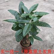 发财树盆栽小盆景苗大植物，花盆室内客厅，招财大树桩吸甲醛绿植花卉